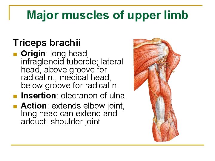 Major muscles of upper limb Triceps brachii n n n Origin: long head, infraglenoid