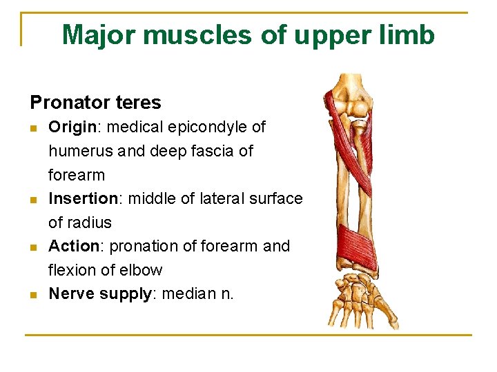 Major muscles of upper limb Pronator teres n n Origin: medical epicondyle of humerus