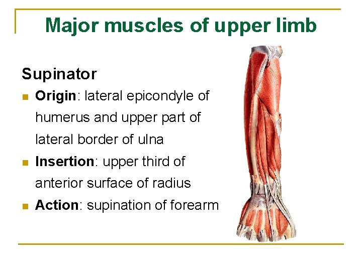 Major muscles of upper limb Supinator n Origin: lateral epicondyle of humerus and upper