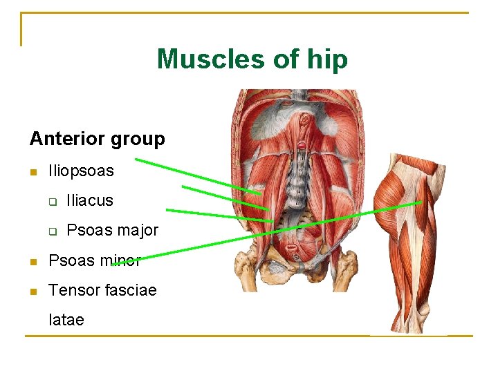 Muscles of hip Anterior group n Iliopsoas q Iliacus q Psoas major n Psoas