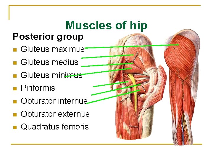 Muscles of hip Posterior group n Gluteus maximus n Gluteus medius n Gluteus minimus