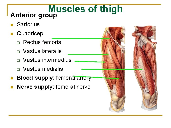 Muscles of thigh Anterior group n Sartorius n Quadricep q Rectus femoris q Vastus