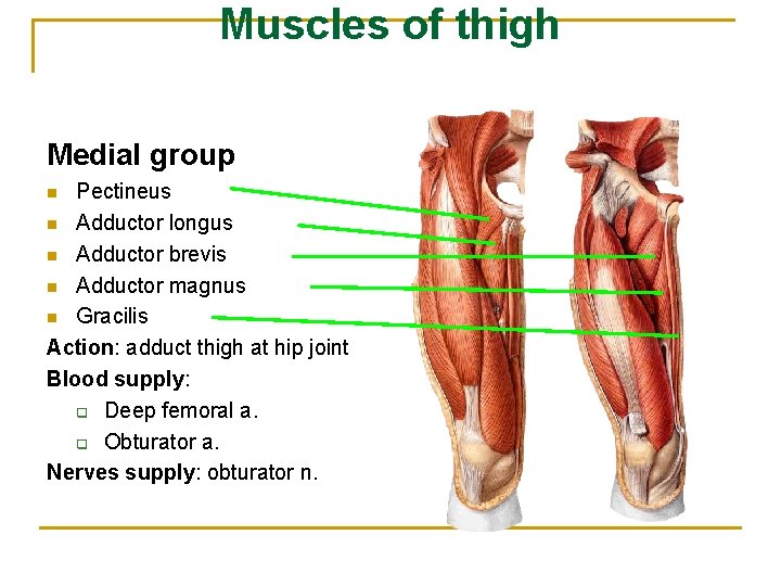 Muscles of thigh Medial group Pectineus n Adductor longus n Adductor brevis n Adductor