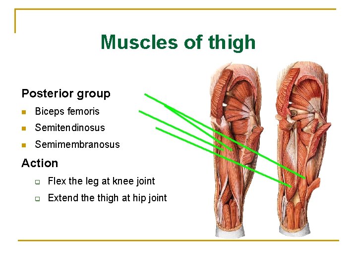 Muscles of thigh Posterior group n Biceps femoris n Semitendinosus n Semimembranosus Action q