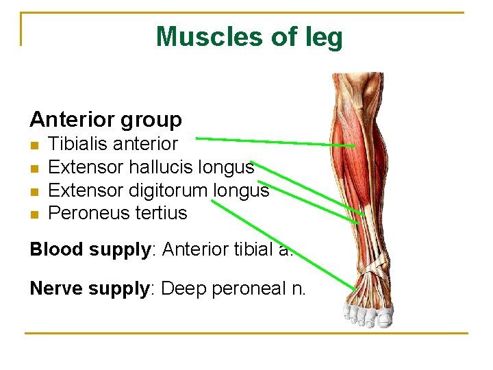 Muscles of leg Anterior group n n Tibialis anterior Extensor hallucis longus Extensor digitorum