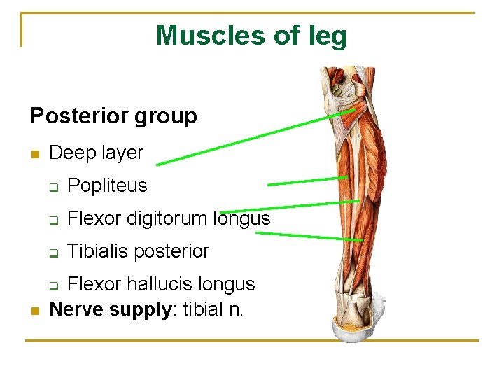 Muscles of leg Posterior group n Deep layer q Popliteus q Flexor digitorum longus