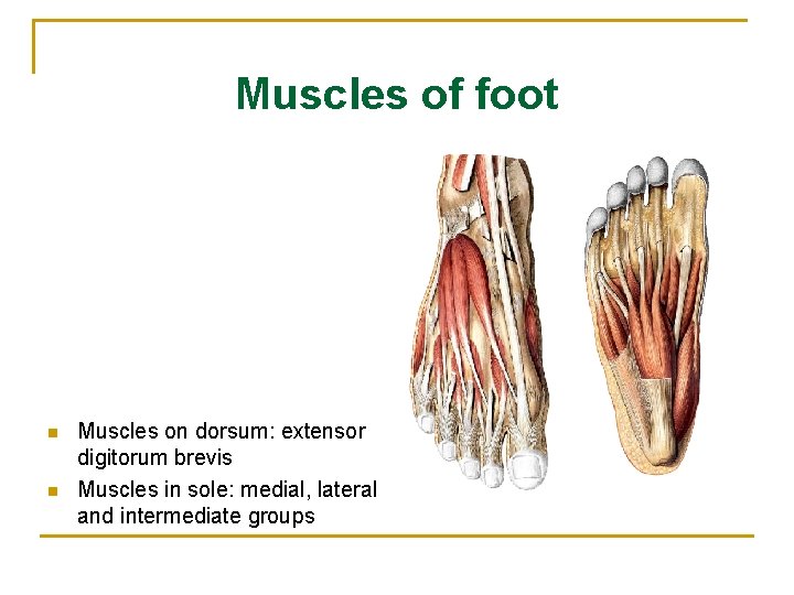 Muscles of foot n n Muscles on dorsum: extensor digitorum brevis Muscles in sole: