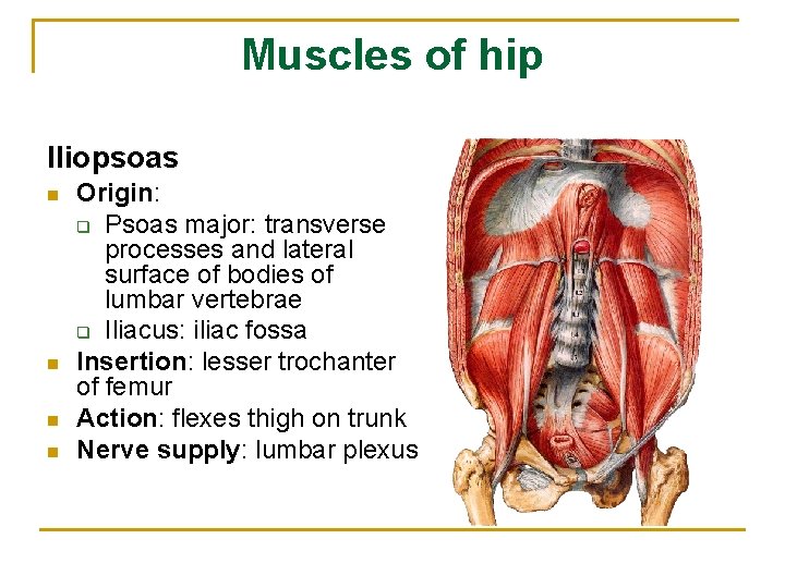 Muscles of hip Iliopsoas n n Origin: q Psoas major: transverse processes and lateral