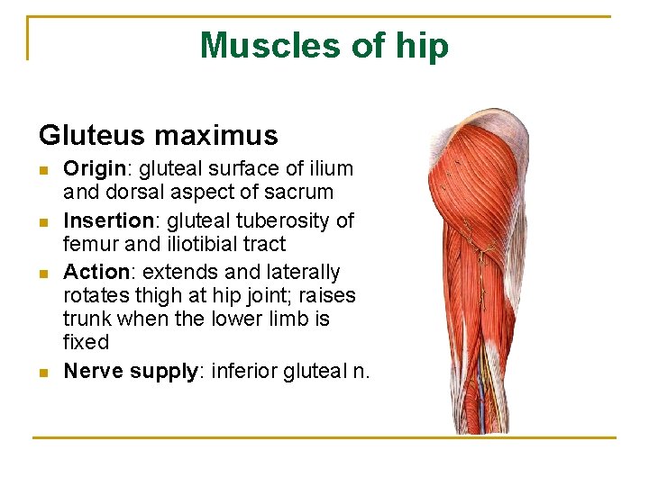 Muscles of hip Gluteus maximus n n Origin: gluteal surface of ilium and dorsal