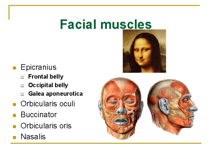 Facial muscles n Epicranius q q q n n Frontal belly Occipital belly Galea