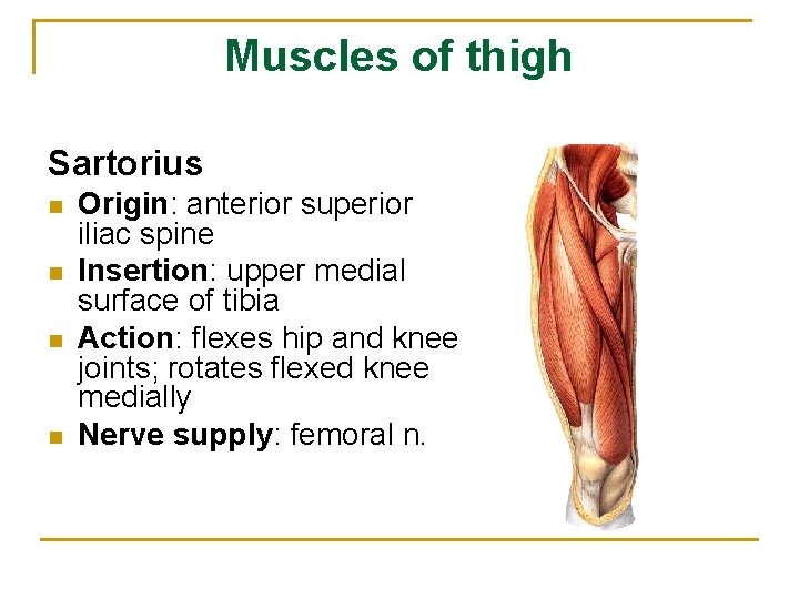 Muscles of thigh Sartorius n n Origin: anterior superior iliac spine Insertion: upper medial