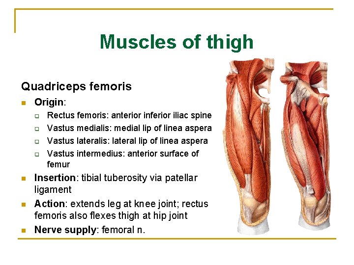 Muscles of thigh Quadriceps femoris n Origin: q q n n n Rectus femoris:
