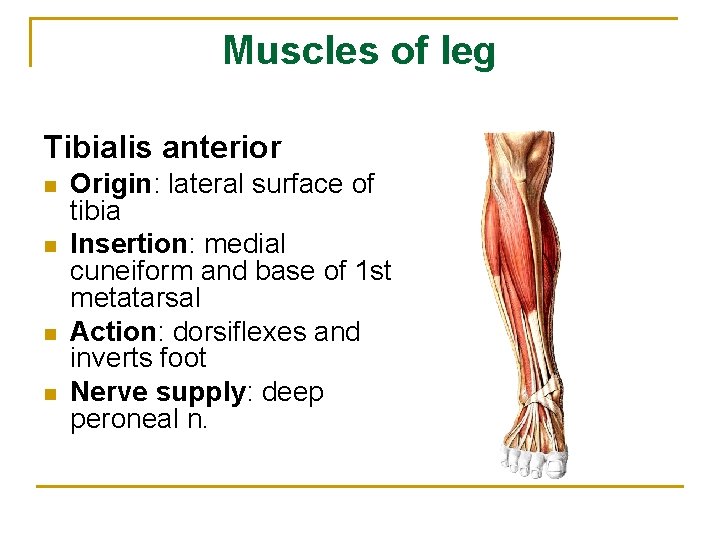 Muscles of leg Tibialis anterior n n Origin: lateral surface of tibia Insertion: medial