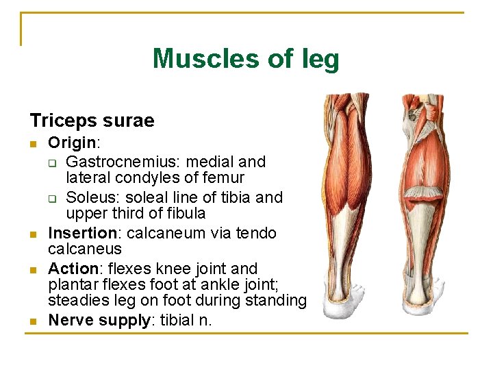 Muscles of leg Triceps surae n n Origin: q Gastrocnemius: medial and lateral condyles