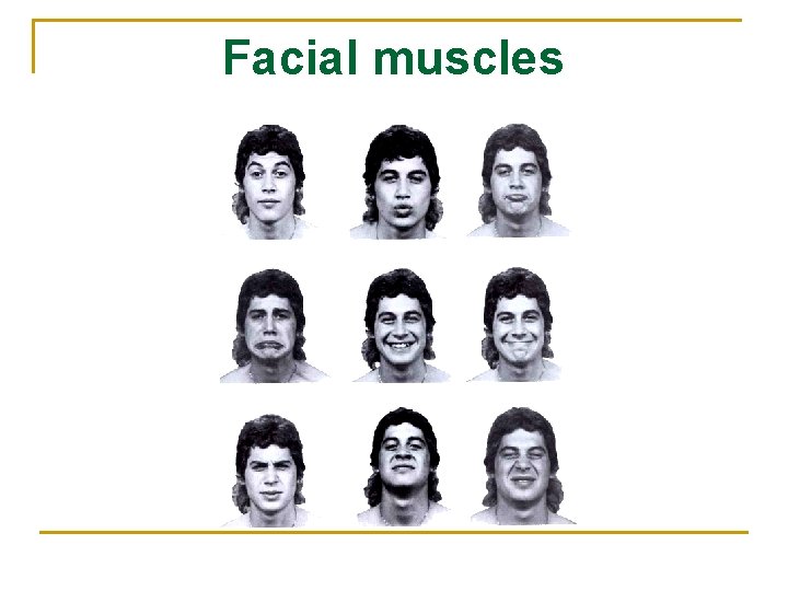 Facial muscles 