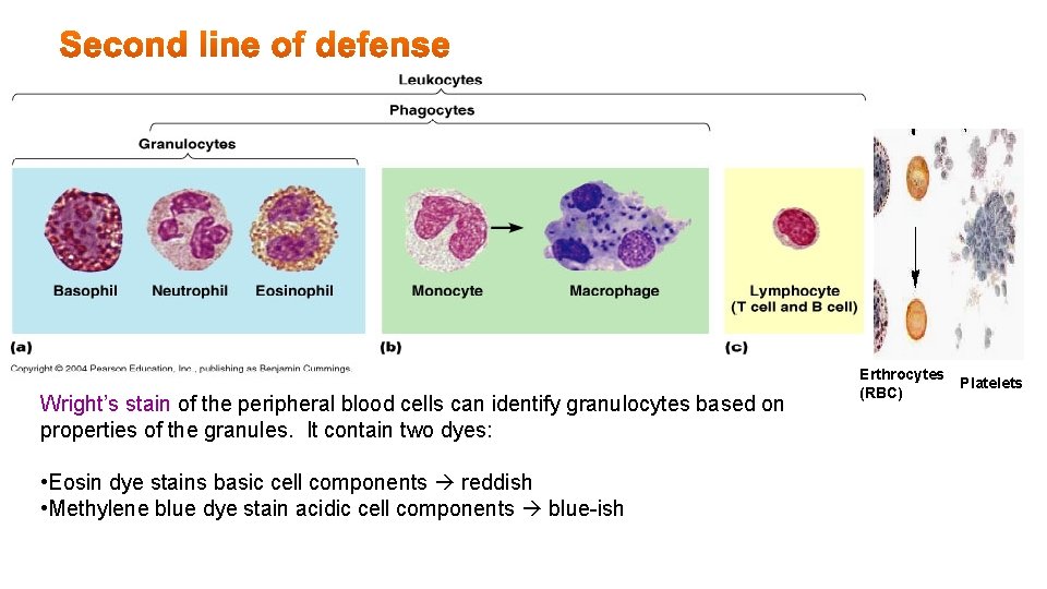 Wright’s stain of the peripheral blood cells can identify granulocytes based on properties of