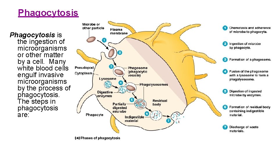 Phagocytosis is the ingestion of microorganisms or other matter by a cell. Many white
