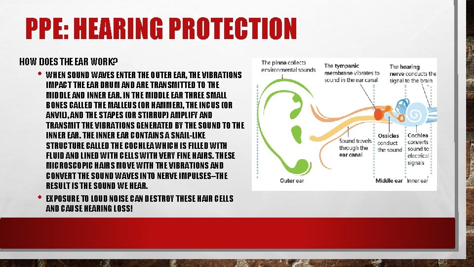 PPE: HEARING PROTECTION HOW DOES THE EAR WORK? • WHEN SOUND WAVES ENTER THE