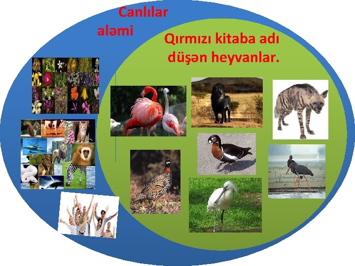 Canlılar aləmi Qırmızı kitaba adı düşən heyvanlar. 