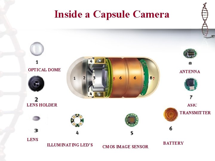 Inside a Capsule Camera OPTICAL DOME ANTENNA 5 7 LENS HOLDER ASIC TRANSMITTER LENS