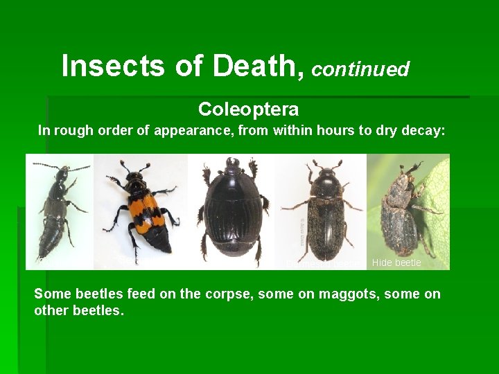 Insects of Death, continued Coleoptera In rough order of appearance, from within hours to