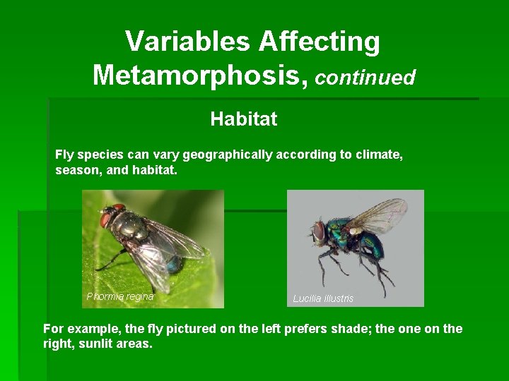 Variables Affecting Metamorphosis, continued Habitat Fly species can vary geographically according to climate, season,