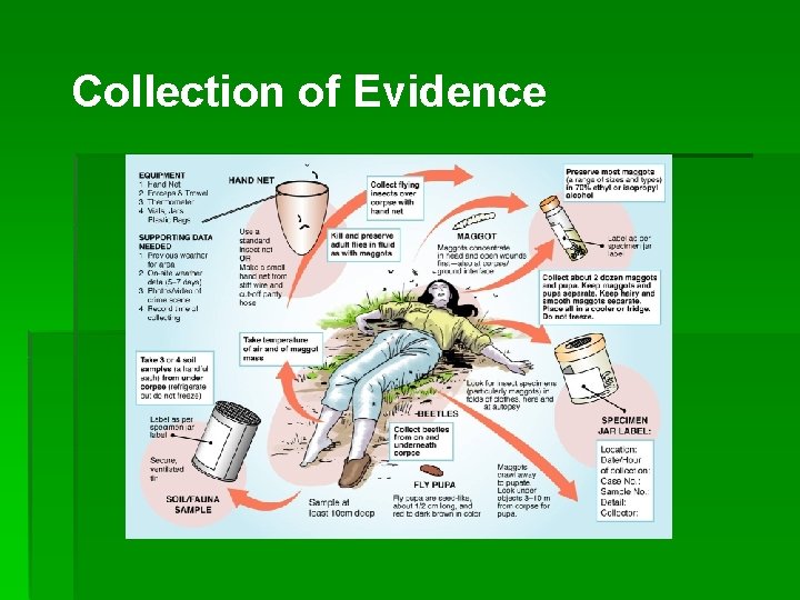 Collection of Evidence 