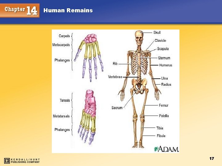 Human Remains 17 