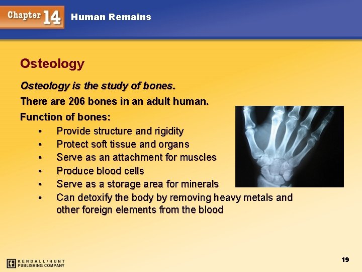 Human Remains Osteology is the study of bones. There are 206 bones in an