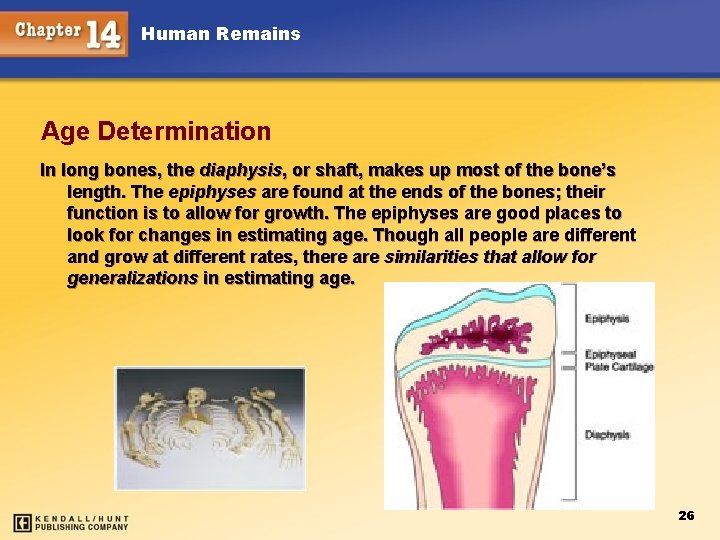 Human Remains Age Determination In long bones, the diaphysis, or shaft, makes up most