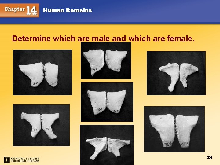 Human Remains Determine which are male and which are female. 34 