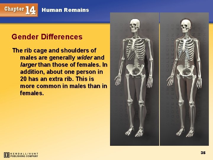 Human Remains Gender Differences The rib cage and shoulders of males are generally wider