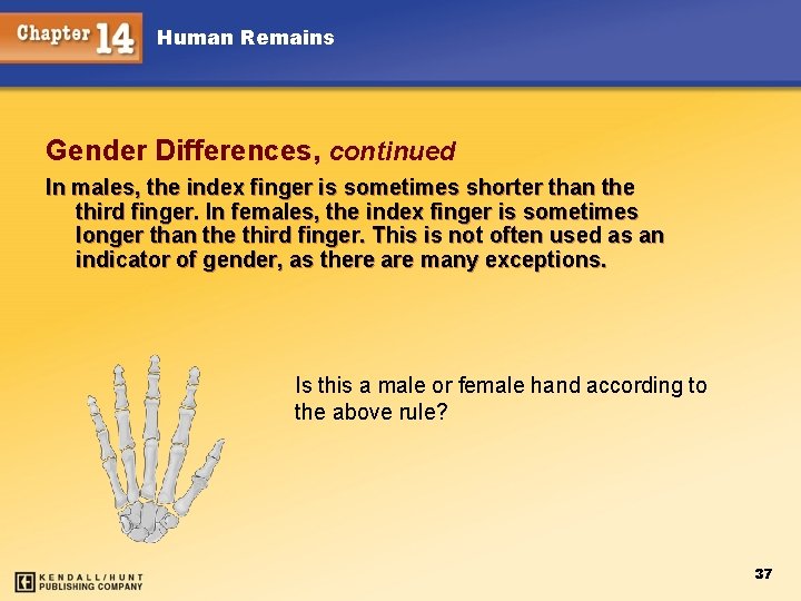 Human Remains Gender Differences, continued In males, the index finger is sometimes shorter than