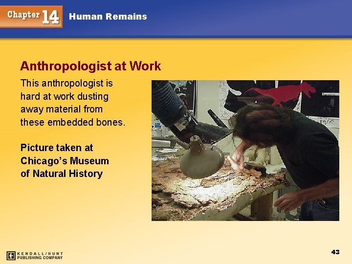 Human Remains Anthropologist at Work This anthropologist is hard at work dusting away material