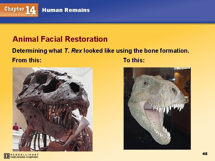 Human Remains Animal Facial Restoration Determining what T. Rex looked like using the bone