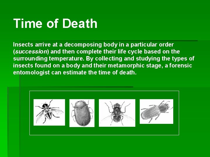 Time of Death Insects arrive at a decomposing body in a particular order (succession)