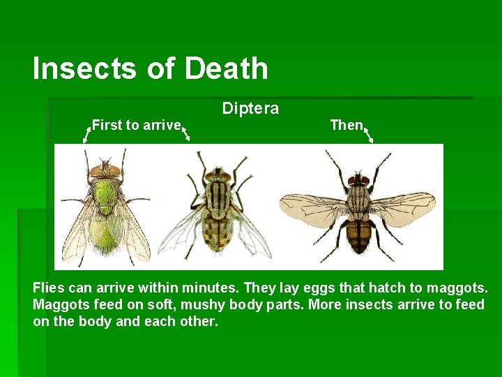 Insects of Death Diptera First to arrive Blowflies Then Flesh flies Houseflies Flies can