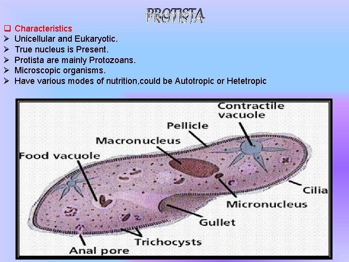 q Ø Ø Ø PROTISTA Characteristics Unicellular and Eukaryotic. True nucleus is Present. Protista