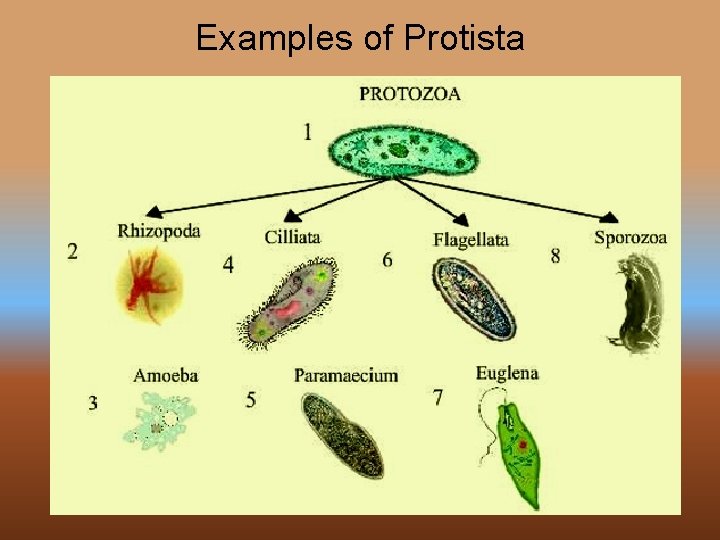 Examples of Protista 