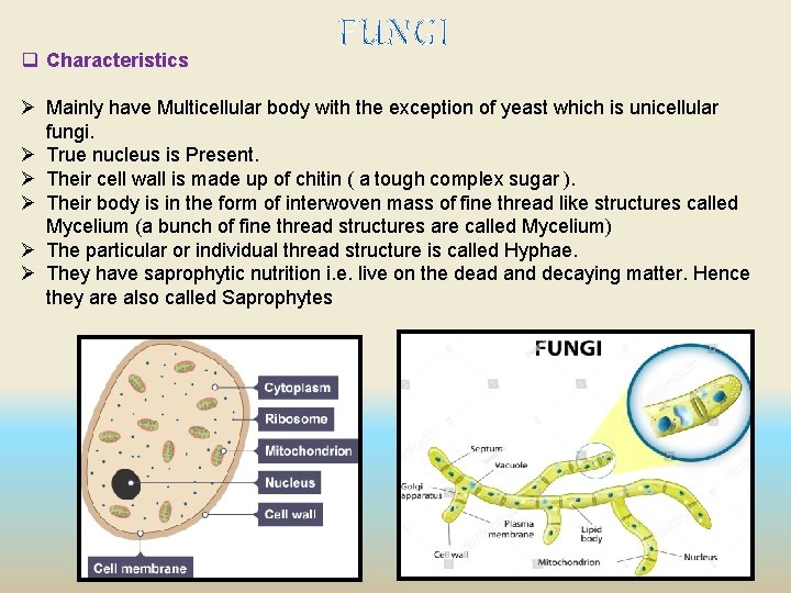 q Characteristics Ø Mainly have Multicellular body with the exception of yeast which is q Characteristics Ø Mainly have Multicellular body with the exception of yeast which is
