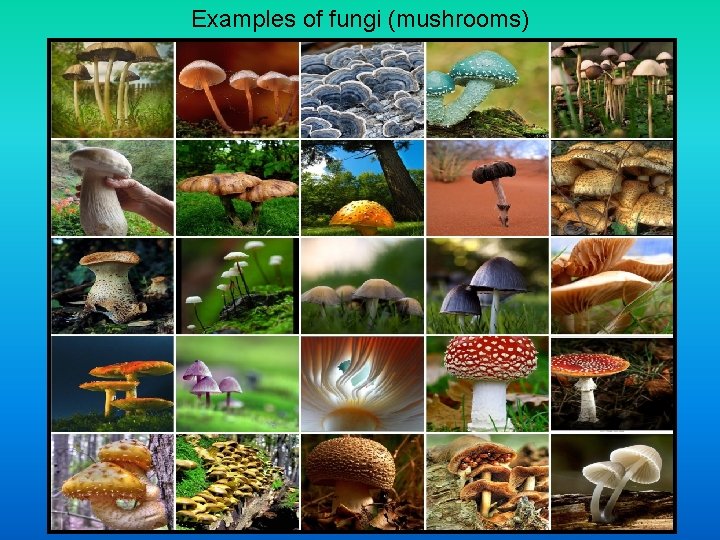 Examples of fungi (mushrooms) Examples of fungi (mushrooms)