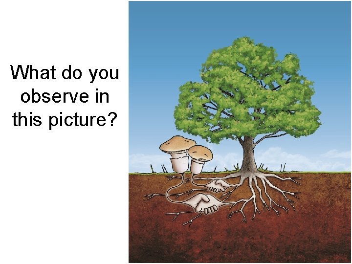 What do you observe in this picture? What do you observe in this picture?