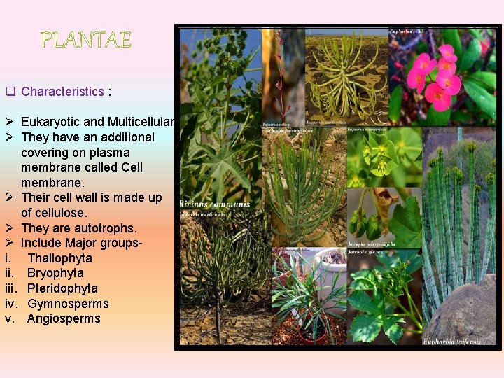 PLANTAE q Characteristics : Ø Eukaryotic and Multicellular. Ø They have an additional covering