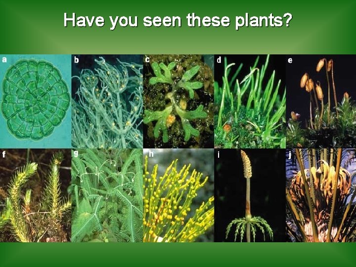Have you seen these plants? 