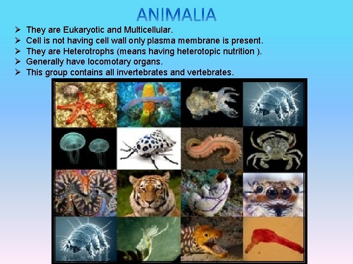 Ø Ø Ø They are Eukaryotic and Multicellular. Cell is not having cell wall Ø Ø Ø They are Eukaryotic and Multicellular. Cell is not having cell wall
