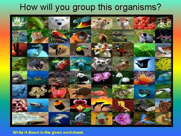 How will you group this organisms? Write it down in the given worksheet. How will you group this organisms? Write it down in the given worksheet.