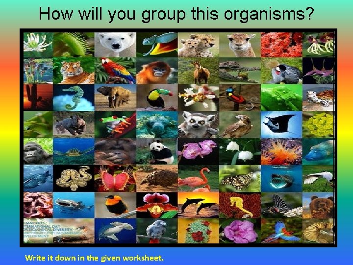 How will you group this organisms? Write it down in the given worksheet. 