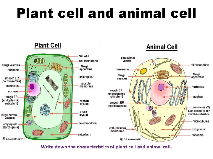 Plant cell and animal cell Write down the characteristics of plant cell and animal