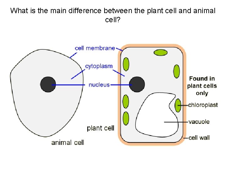 What is the main difference between the plant cell and animal cell? 