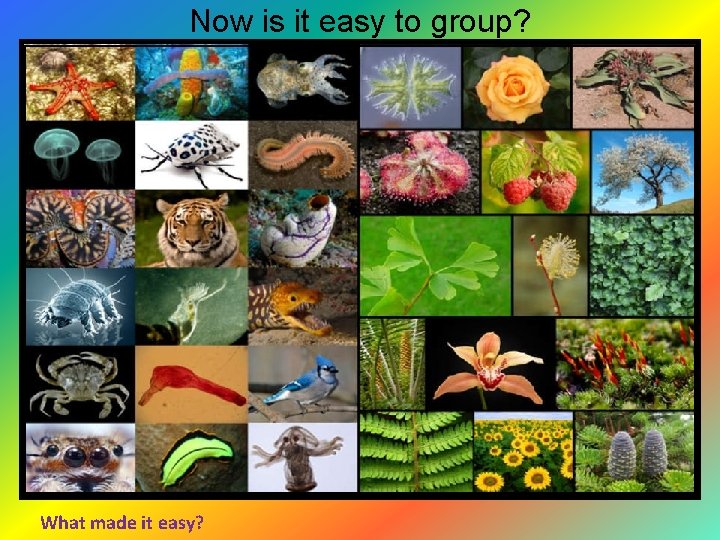 Now is it easy to group? What made it easy? Now is it easy to group? What made it easy?